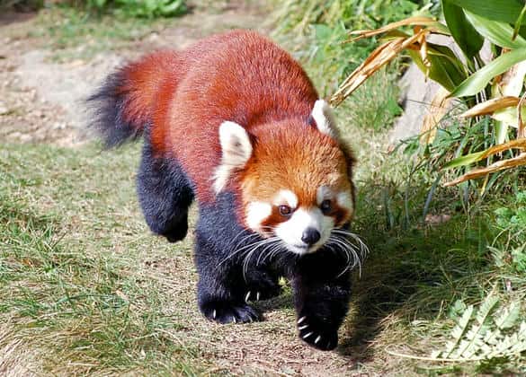 動物図鑑・レッサーパンダ